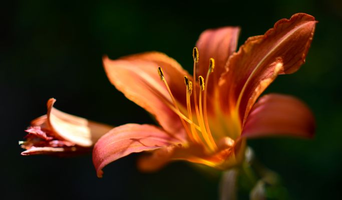 Hemerocallis fulva