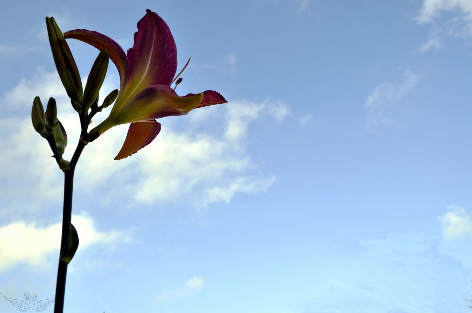 Hemerocallis Hybride Lavender Deal