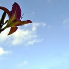 Hemerocallis Hybride Lavender Deal