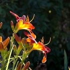 Hemerocallis im Gegenlicht