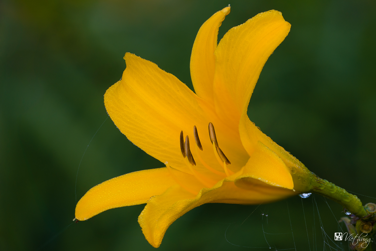 Hemerocallis lilio-asphodelus