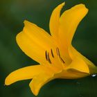 Hemerocallis lilio-asphodelus