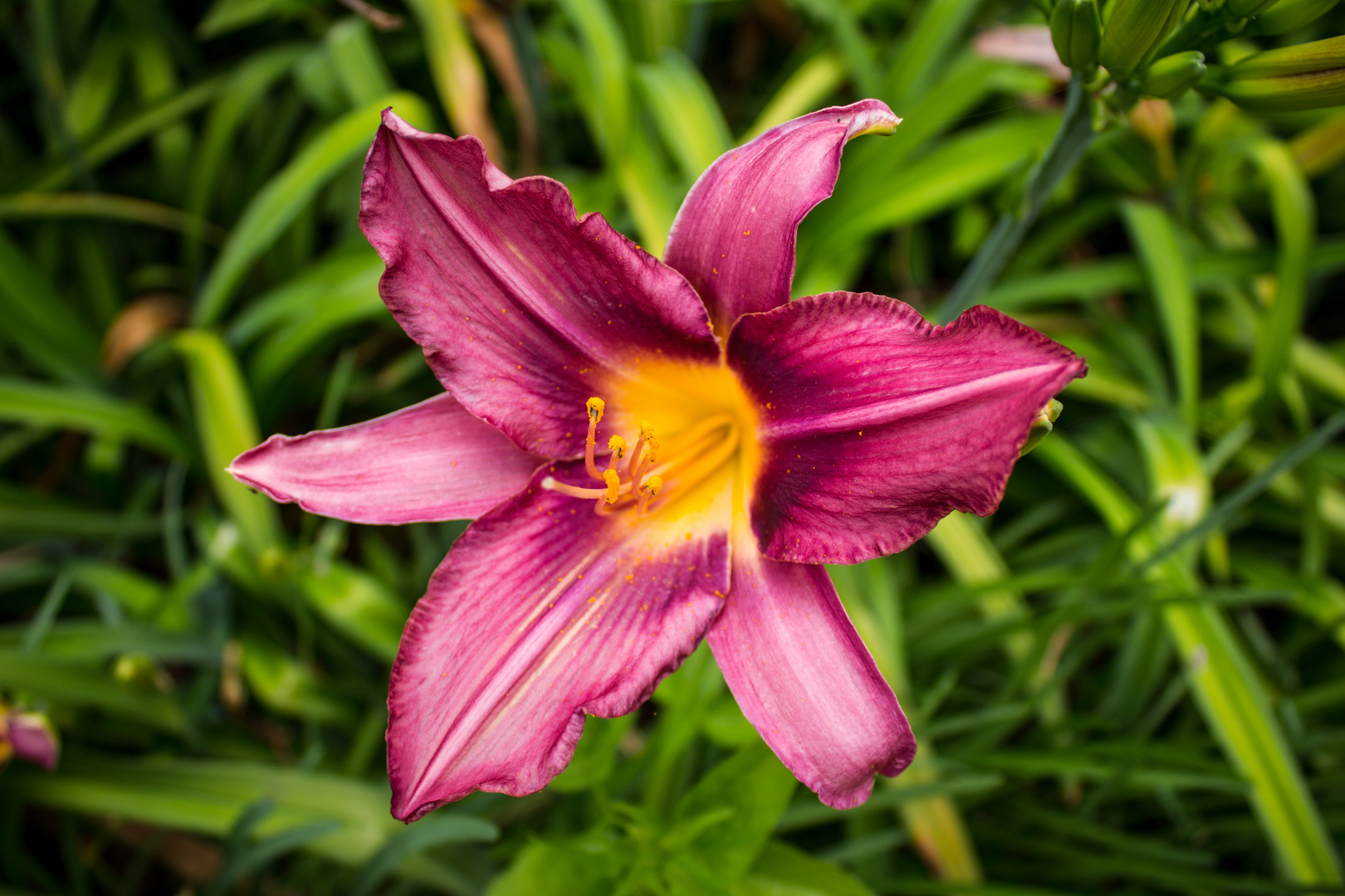 Hemerocallis (Lirio de un día)