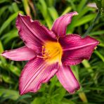 Hemerocallis (Lirio de un día)