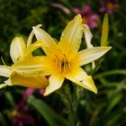 Hemerocallis (Lirio de un día) II