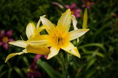 Hemerocallis (Lirio de un día) II