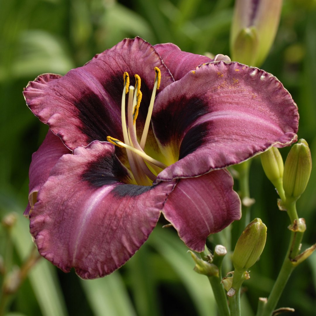 Hemerocallis 'Miltitzer Großer Prinz'