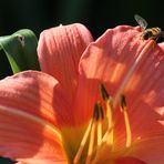 ....Hemerocallis mit Zugabe...