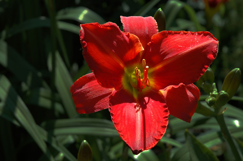 Hemerocallis - Schöne für einen Tag