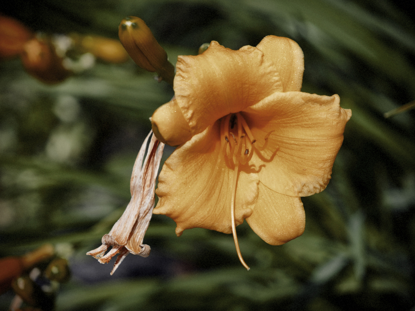 Hemerocallis (Stella d’oro)