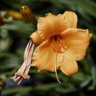 Hemerocallis (Stella d’oro)