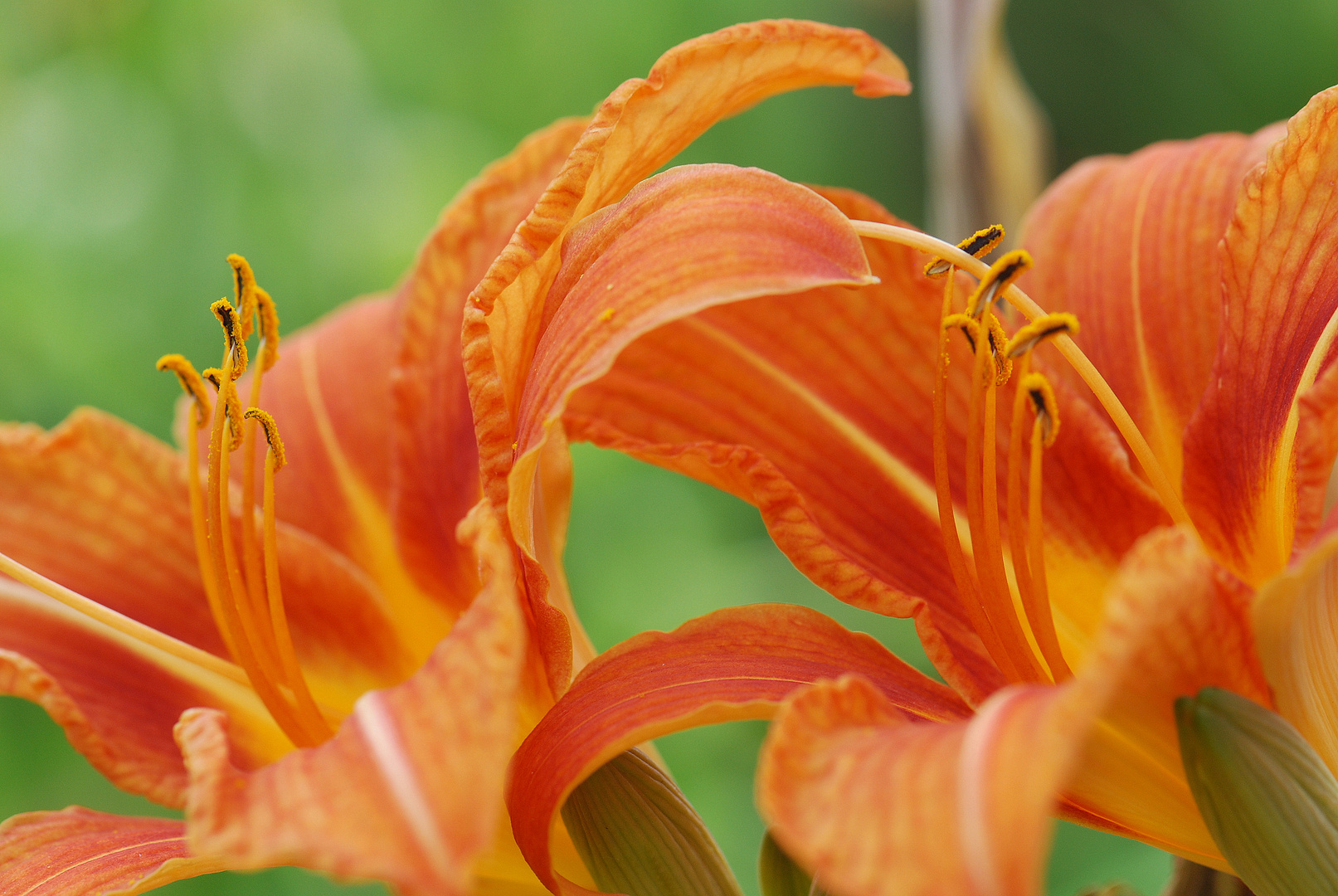 Hemerocallis ( Taglilie )