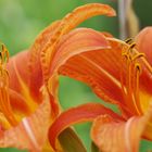 Hemerocallis ( Taglilie )