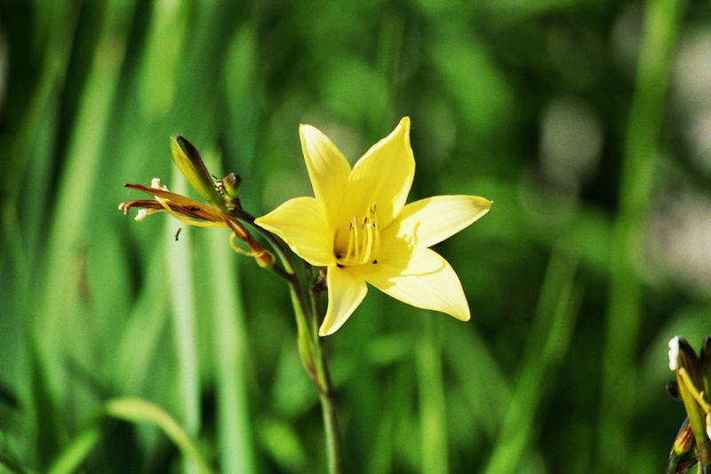 Hemerocallis - Taglilie