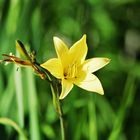 Hemerocallis - Taglilie