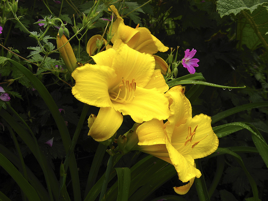 Hemerocallis und Geranium