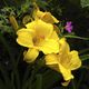 Hemerocallis und Geranium