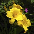 Hemerocallis und Geranium