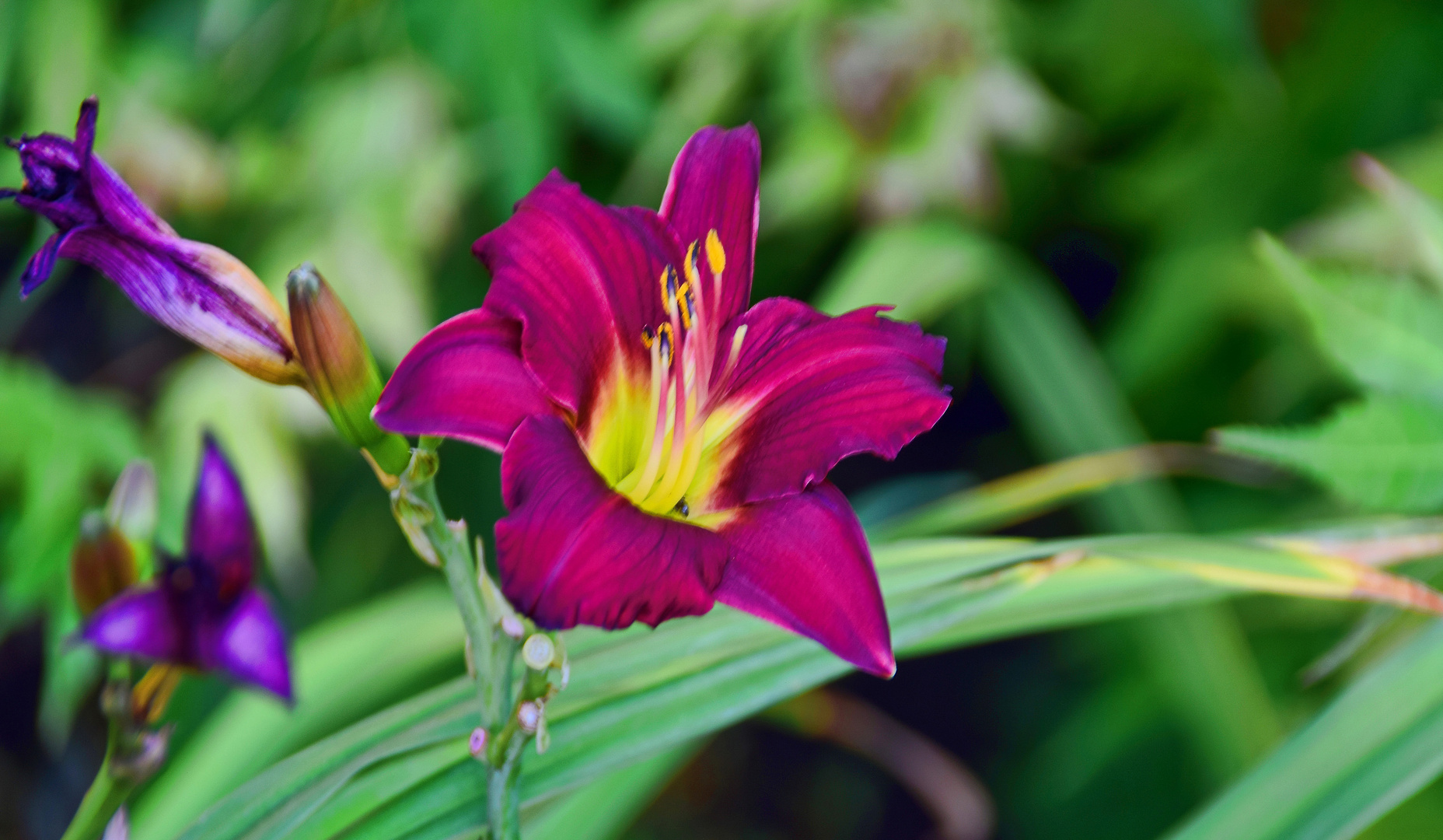 Hemerocallis Woodside Amethyst Taglilie