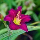 Hemerocallis Woodside Amethyst Taglilie