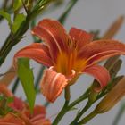 Hemerocallis(Taglilie)