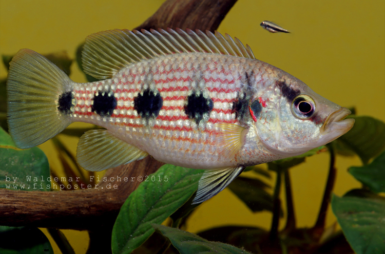 Hemichromis elongatus Foto & Bild tiere, haustiere, aquaristik Bilder