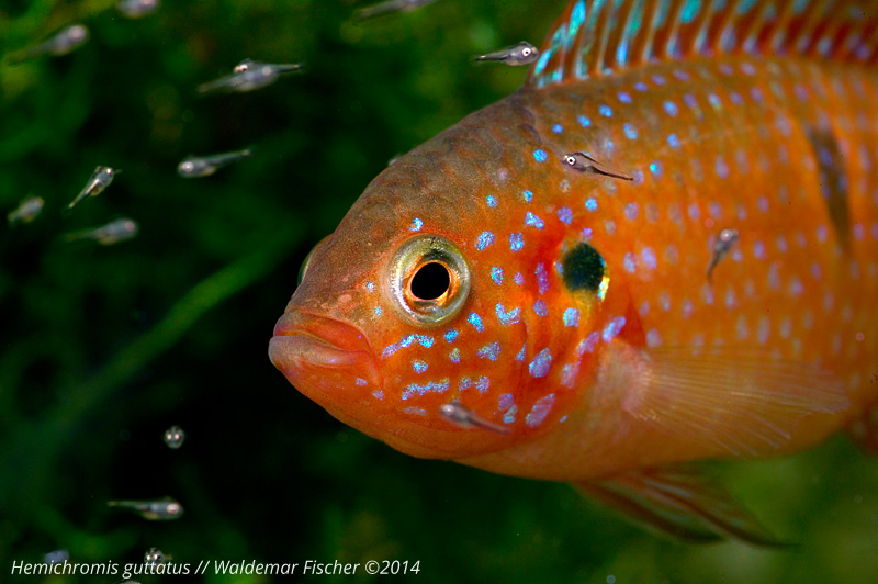 Hemichromis guttatus Foto & Bild tiere, haustiere, aquaristik Bilder