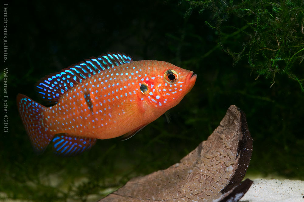 Hemichromis guttatus femail