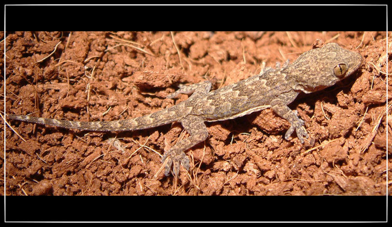 Hemidactylus spec.