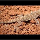 Hemidactylus spec.