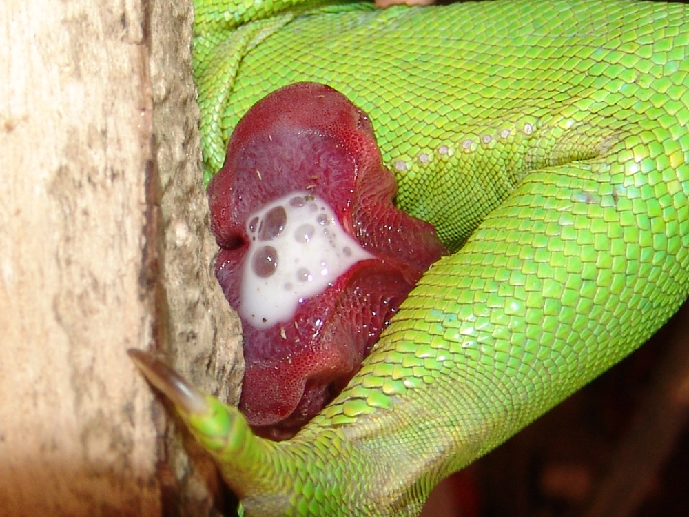 Hemipenis meine´s Iguana Iguana