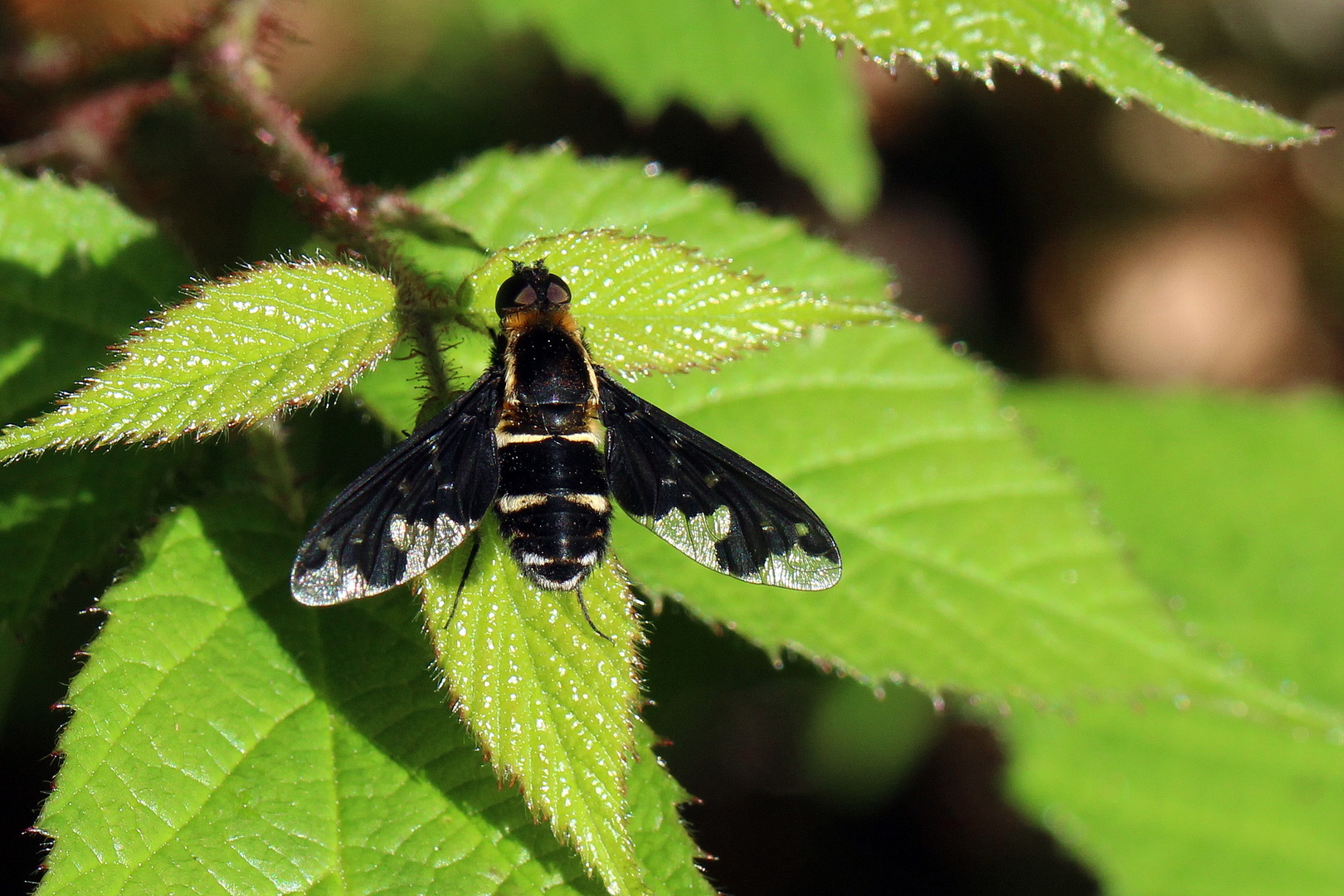 Hemipenthes maura