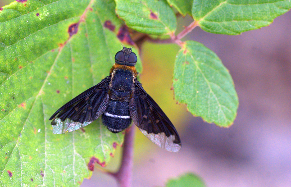 Hemipenthes maurus