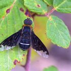 Hemipenthes maurus