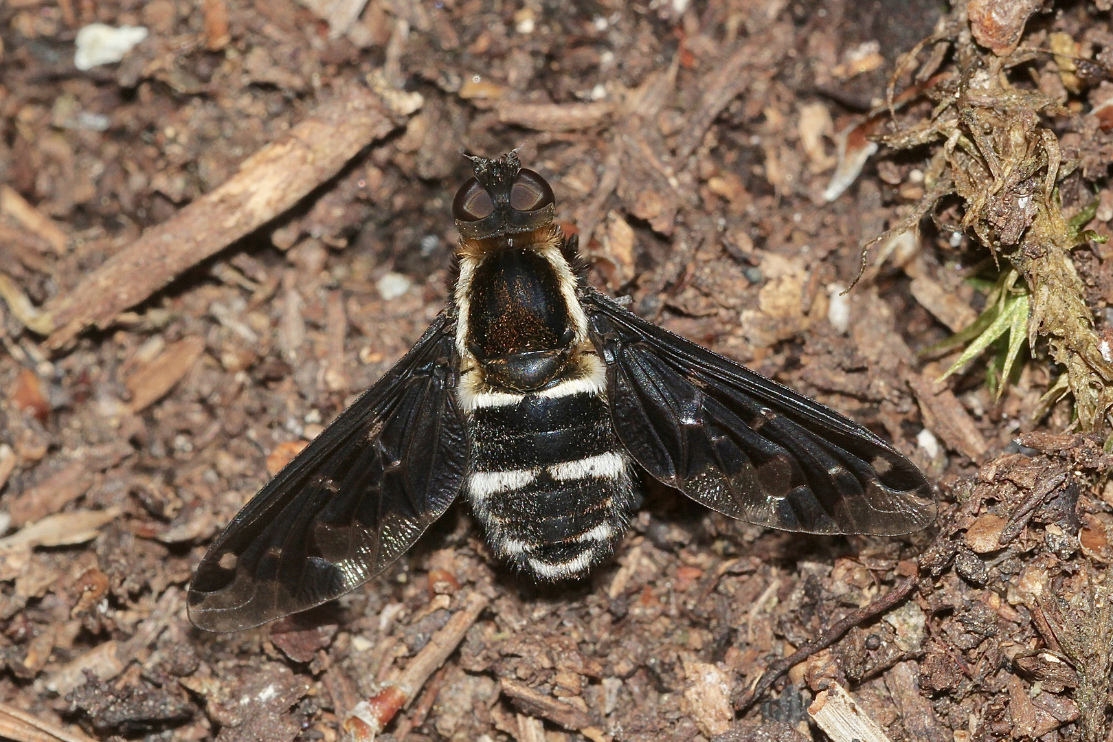 Hemipenthes maurus - ein weniger häufiger Schweber ...