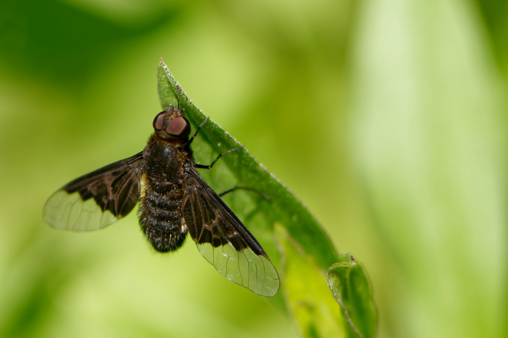 Hemipenthes morio (2)