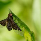 Hemipenthes morio (2)