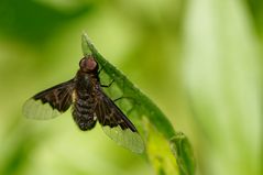 Hemipenthes morio (2)