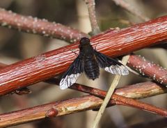 Hemipenthes morio