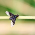 Hemipenthes morio