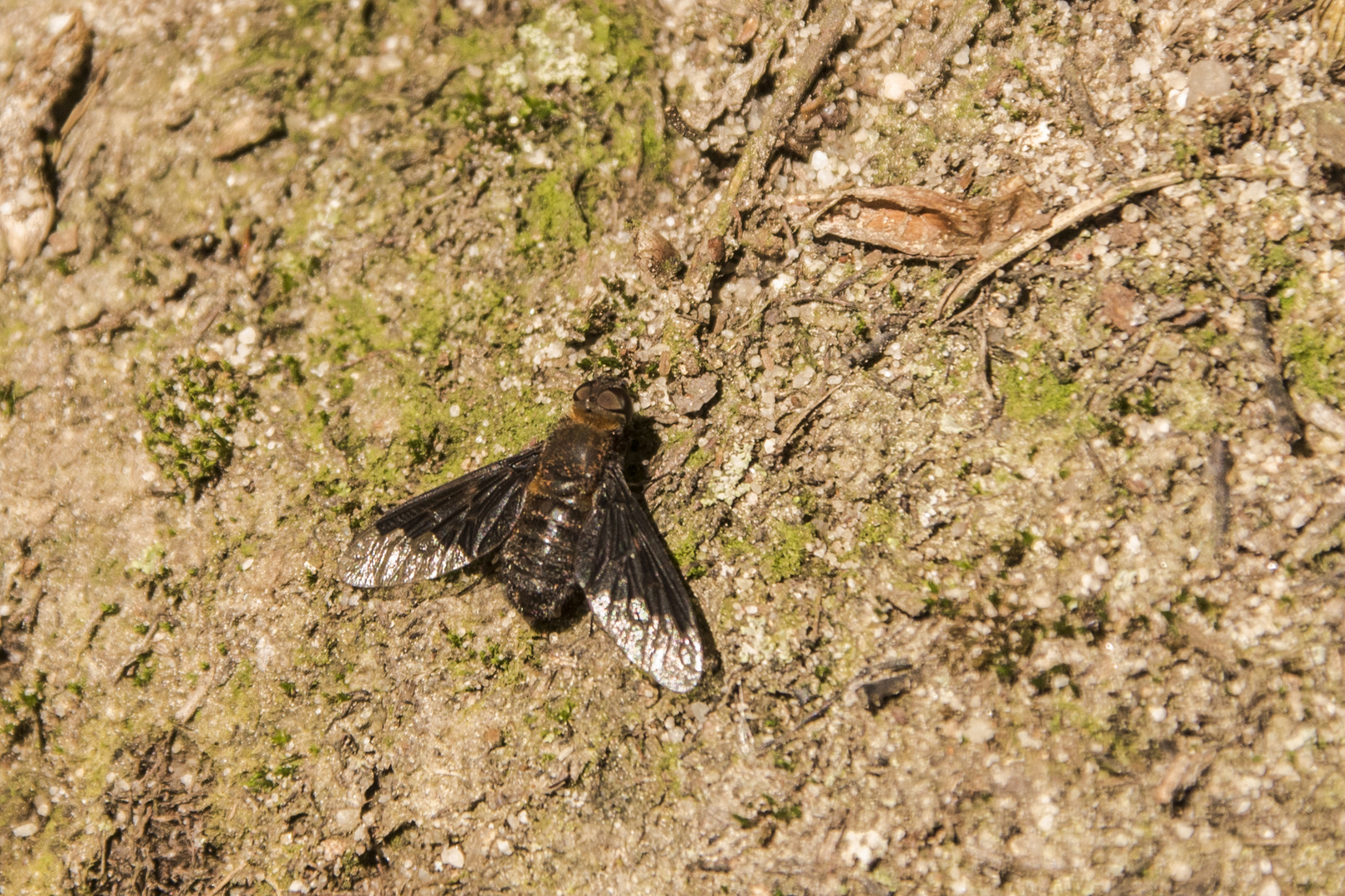 Hemipenthes morio