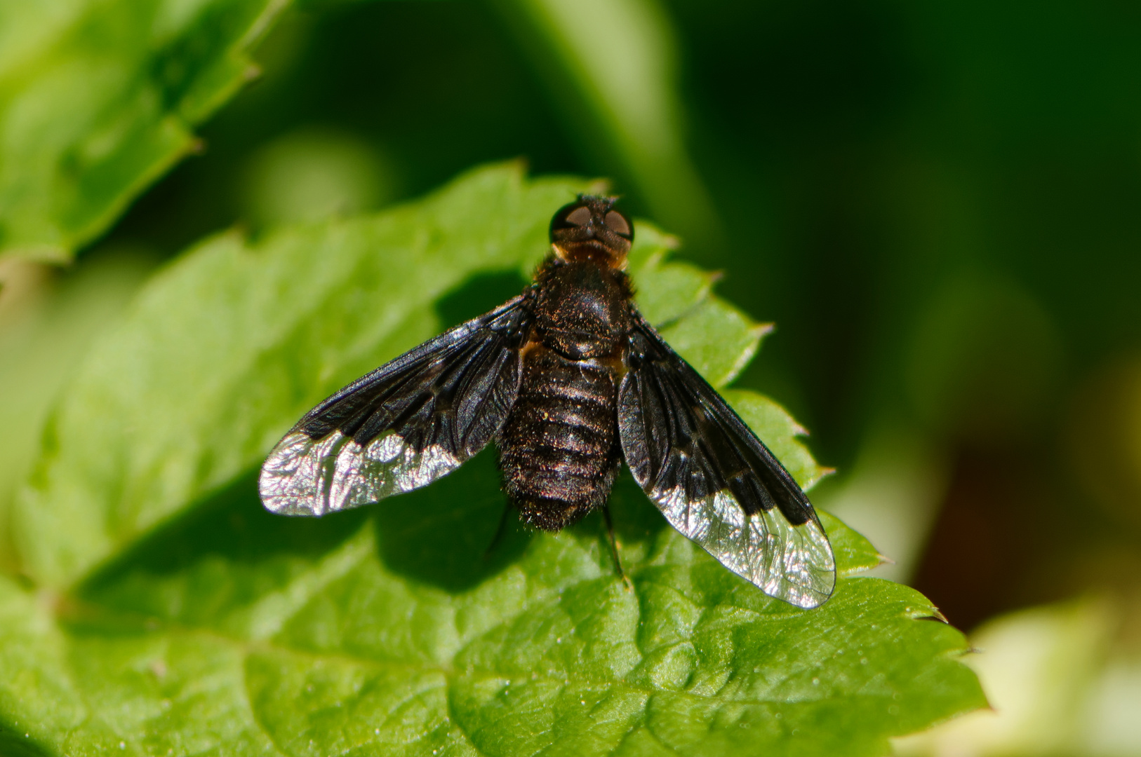 Hemipenthes morio