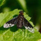 Hemipenthes morio