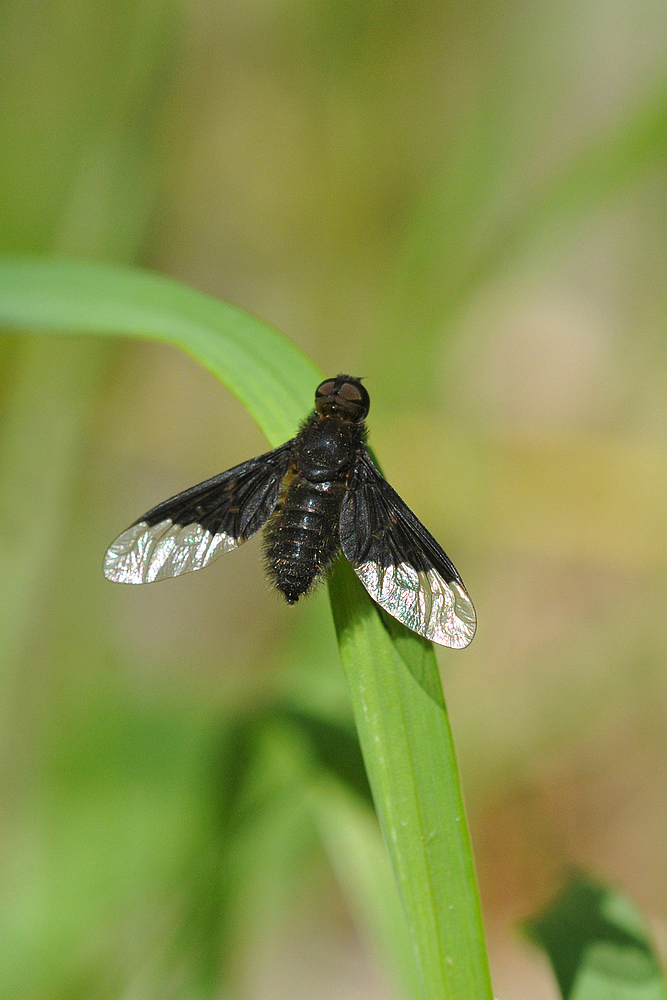 Hemipenthes morio: Ein schwarzer Schweber 01