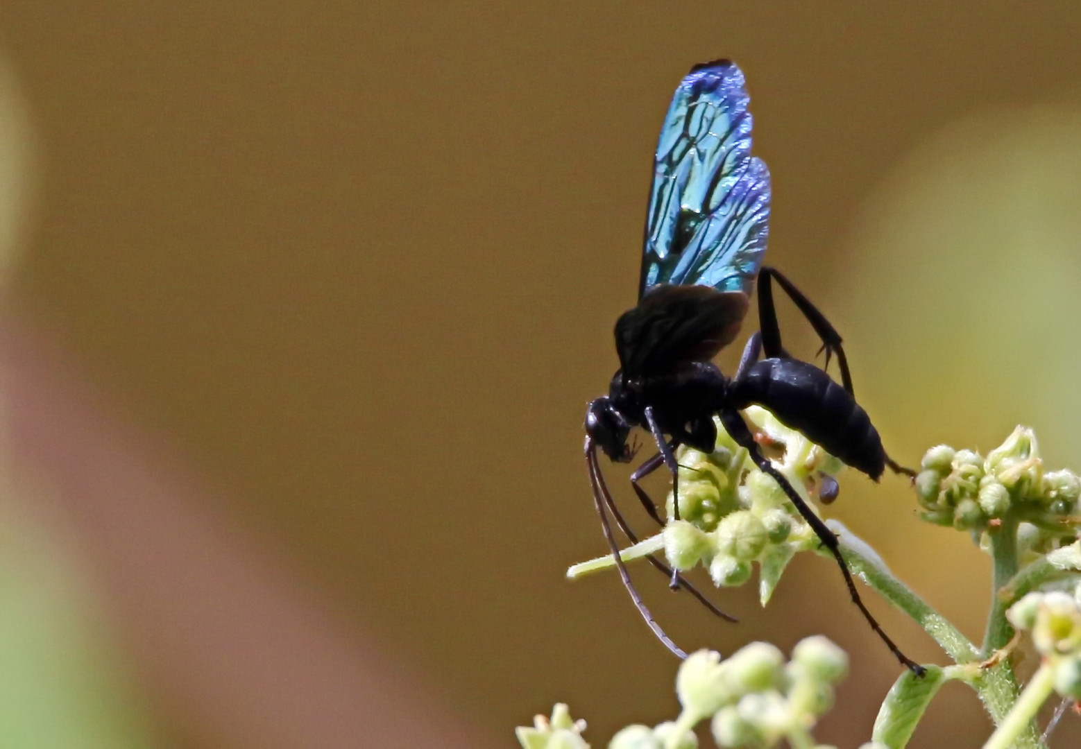 Hemipepsis sp. Foto & Bild natur, insekten, tiere Bilder auf