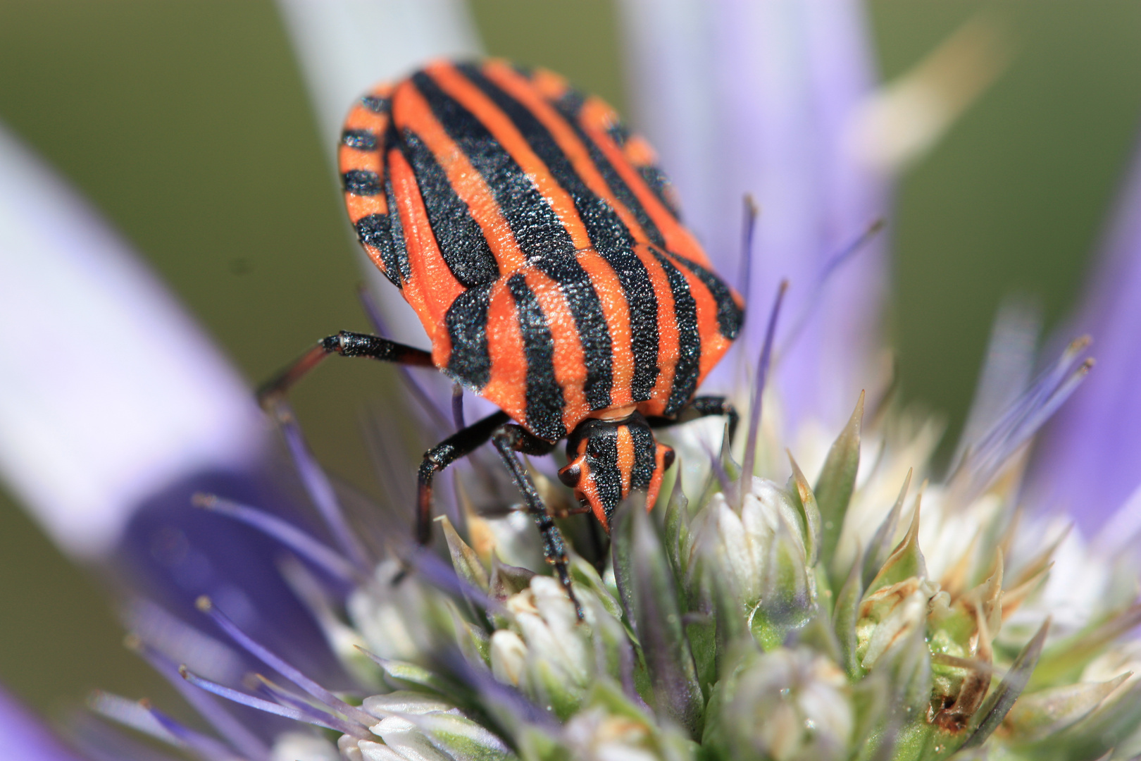 Hemiptère-Graphosoma italicum- ( la punaise arlequin )