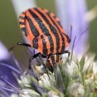 Hemiptère-Graphosoma italicum- ( la punaise arlequin )