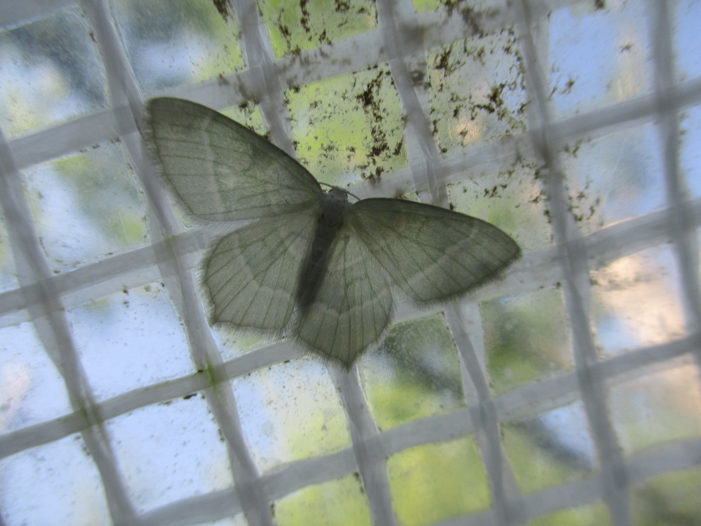 Hemistola chrysoprasaria - Waldreben-Grünspanner vermute ich