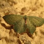  Hemithea aestivaria - Gebüsch-Grünspanner 