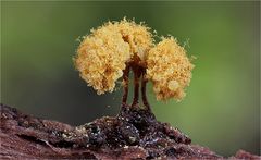 Hemitrichia calyculata